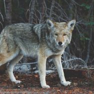 WILD PROTECT