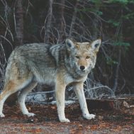 Wild Protect