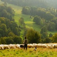 HAPPY SHEEP